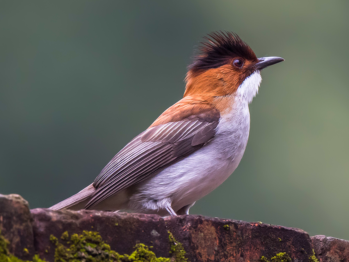 Chestnut Bulbul