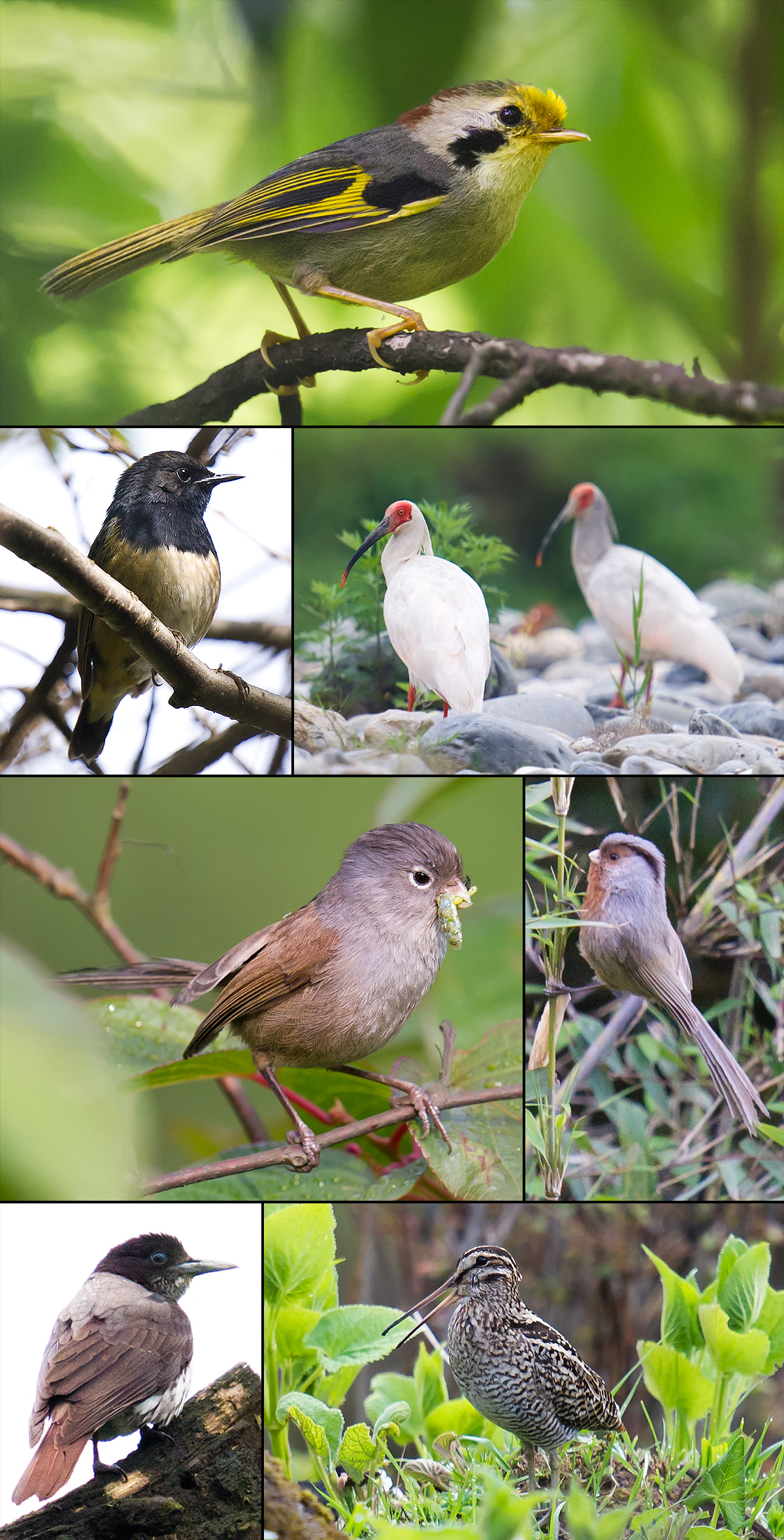 Hornbuckle's birds