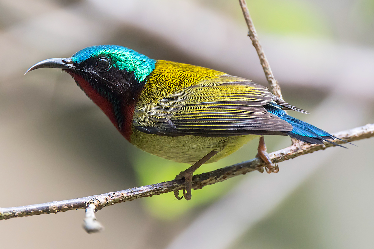 Fork-tailed Sunbird