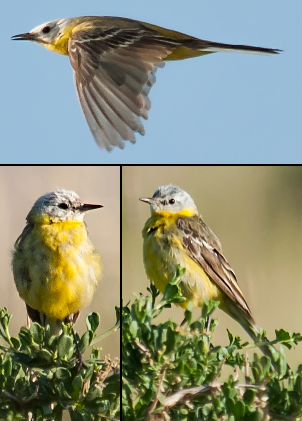 wagtail