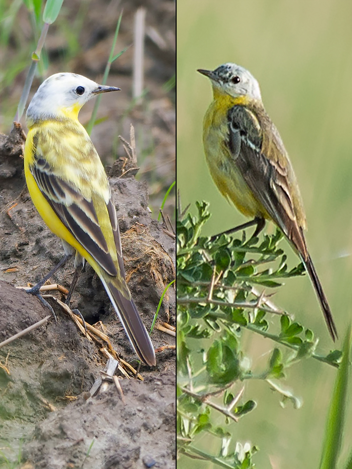 wagtail