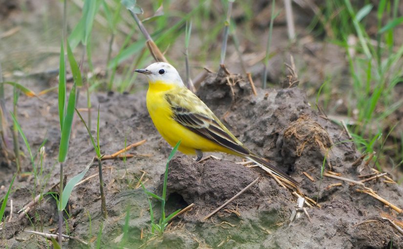 Western Yellow Wagtail Motacilla flava leucocephala, Cape Nanhui, Shanghai, 1 May 2019. (Haiming Zhao)