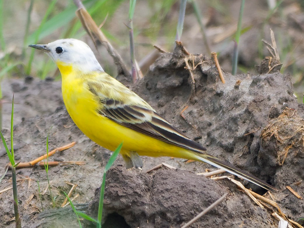 wagtail