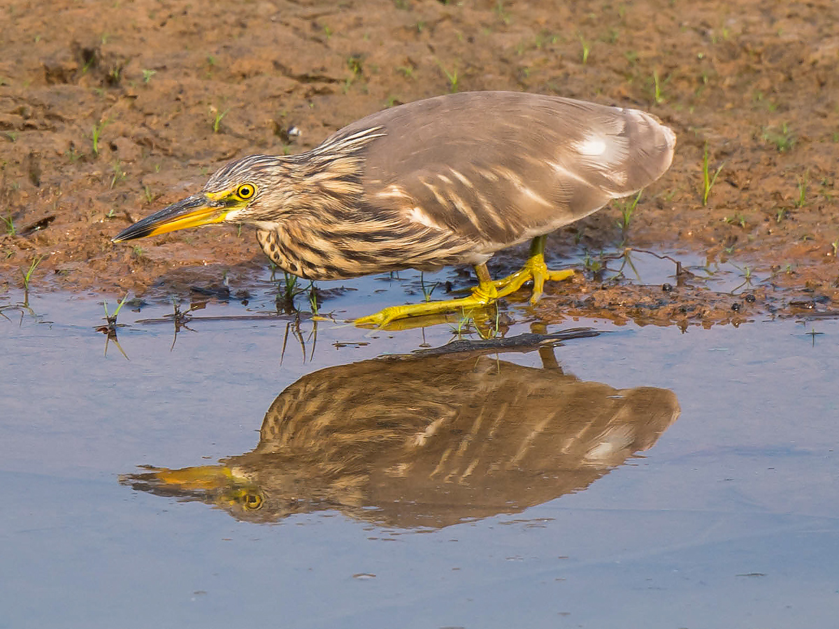 Chinese Pond Heron