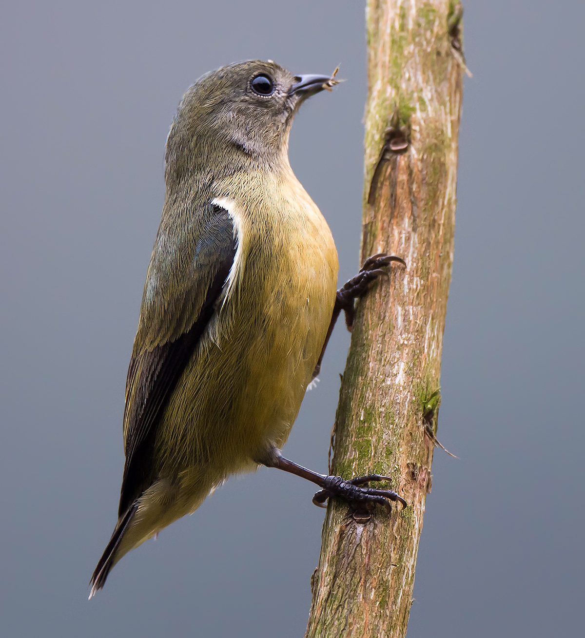 Fire-breasted Flowerpecker