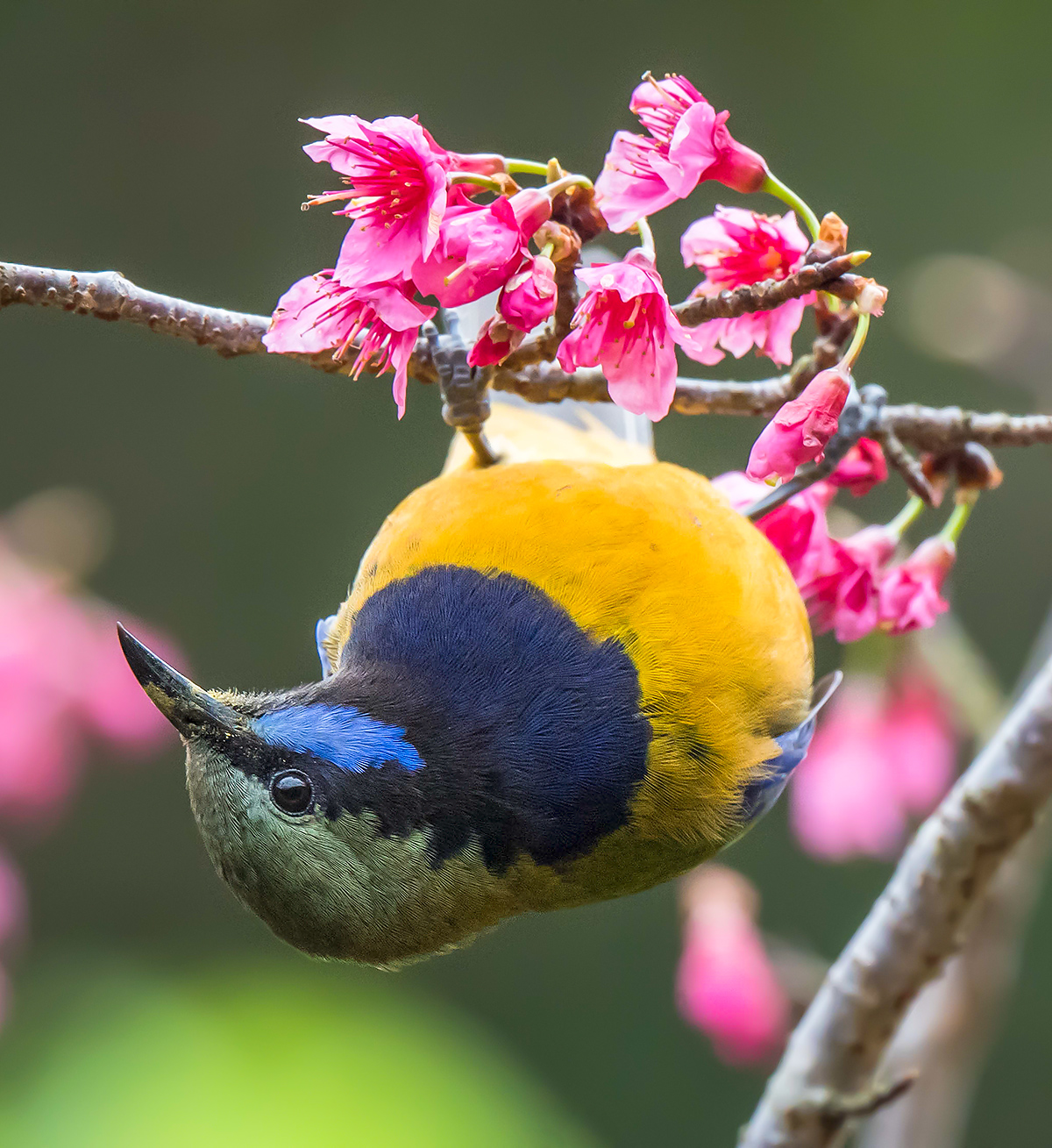 Orange-bellied Leafbird