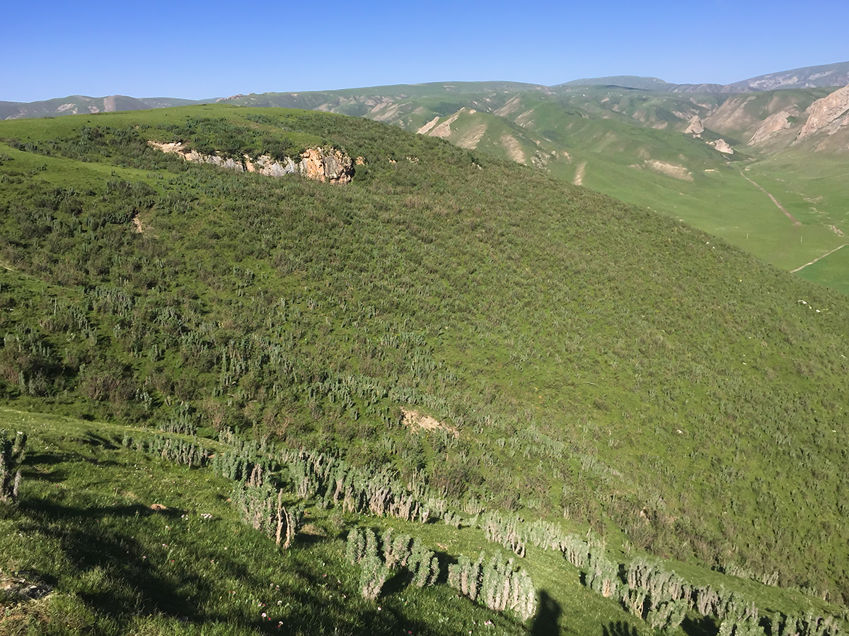 Scrub-covered mountainside