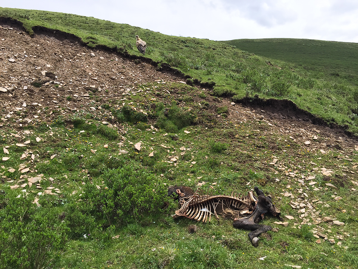 carcass and vulture