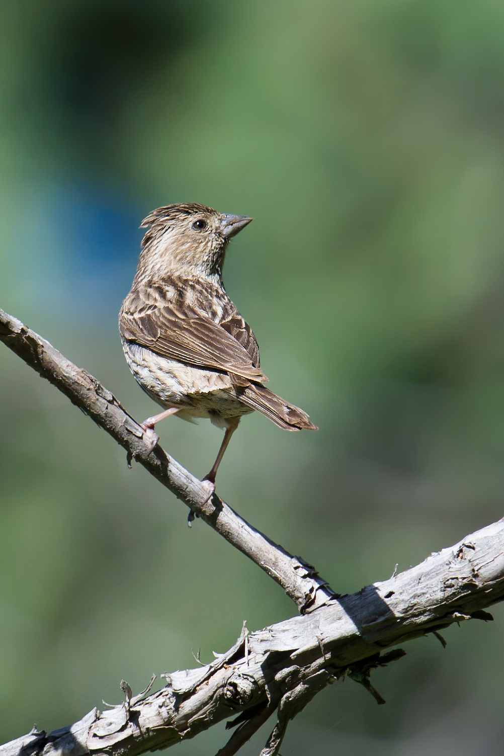 Pink-rumped Rosefinch