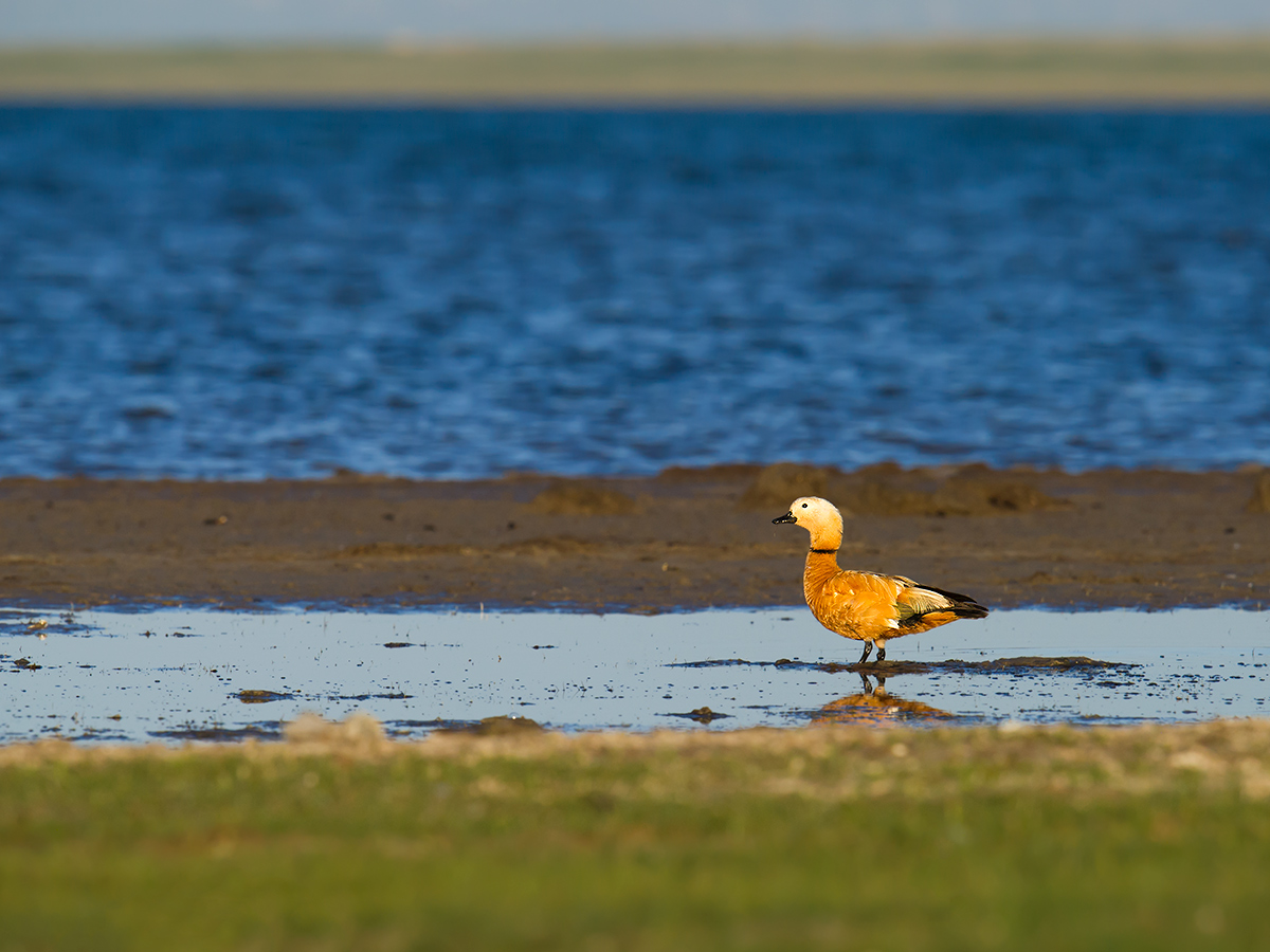 Ruddy Shelduck