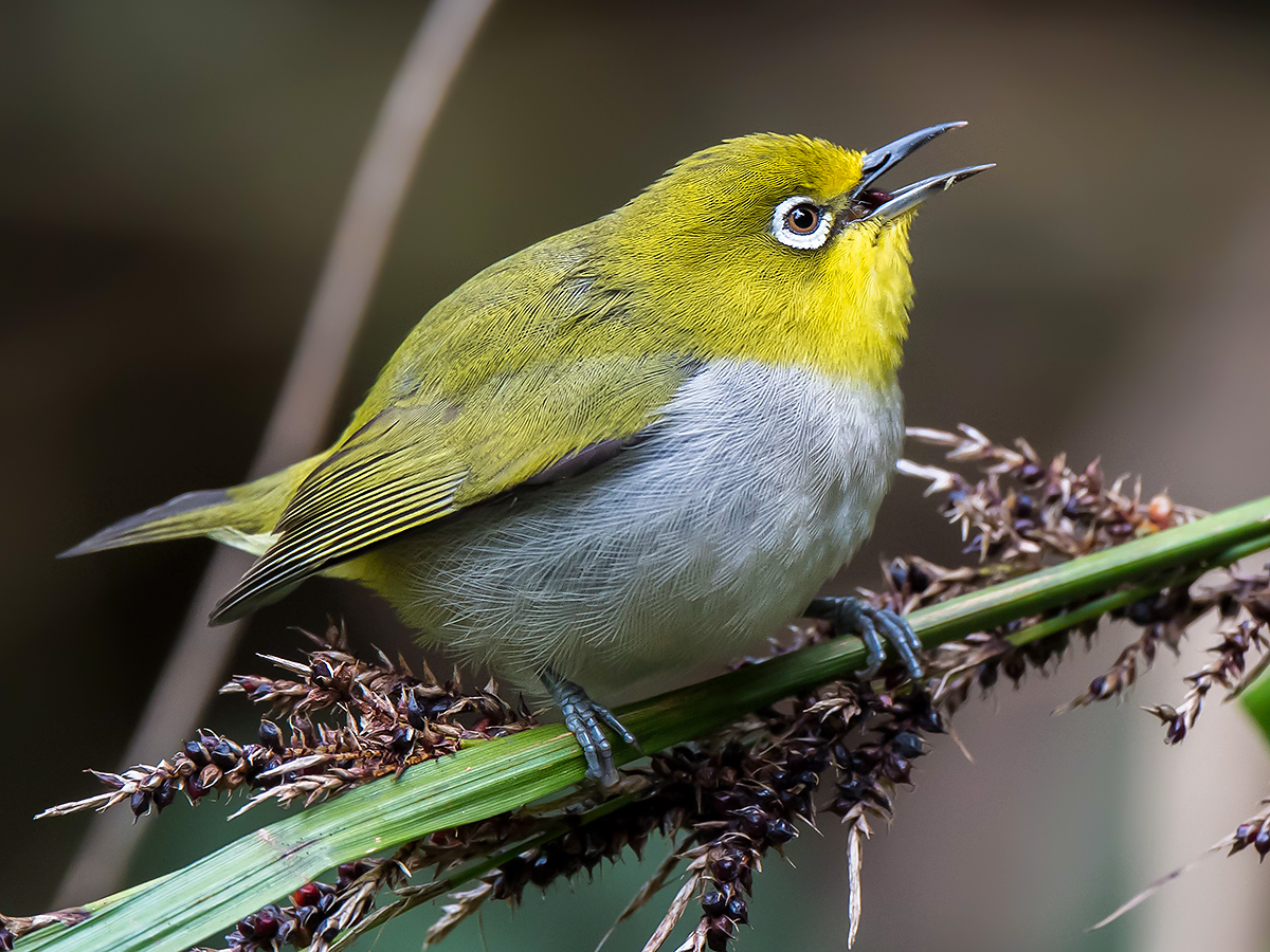 Swinhoe's White-eye