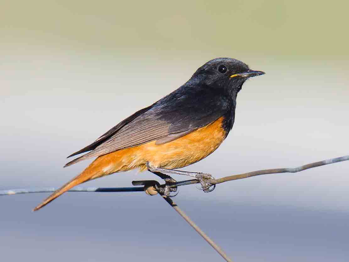 black-redstart