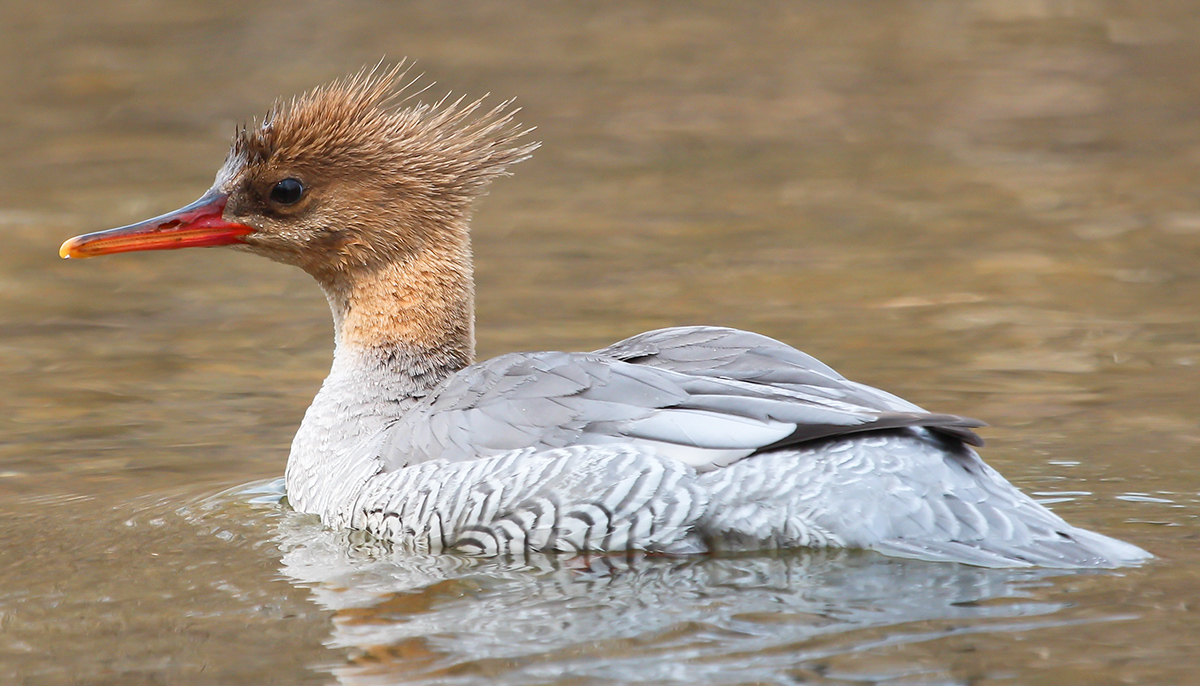 merganser