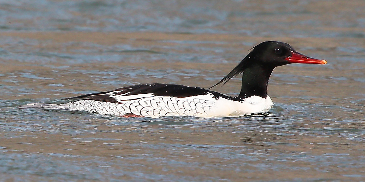 merganser