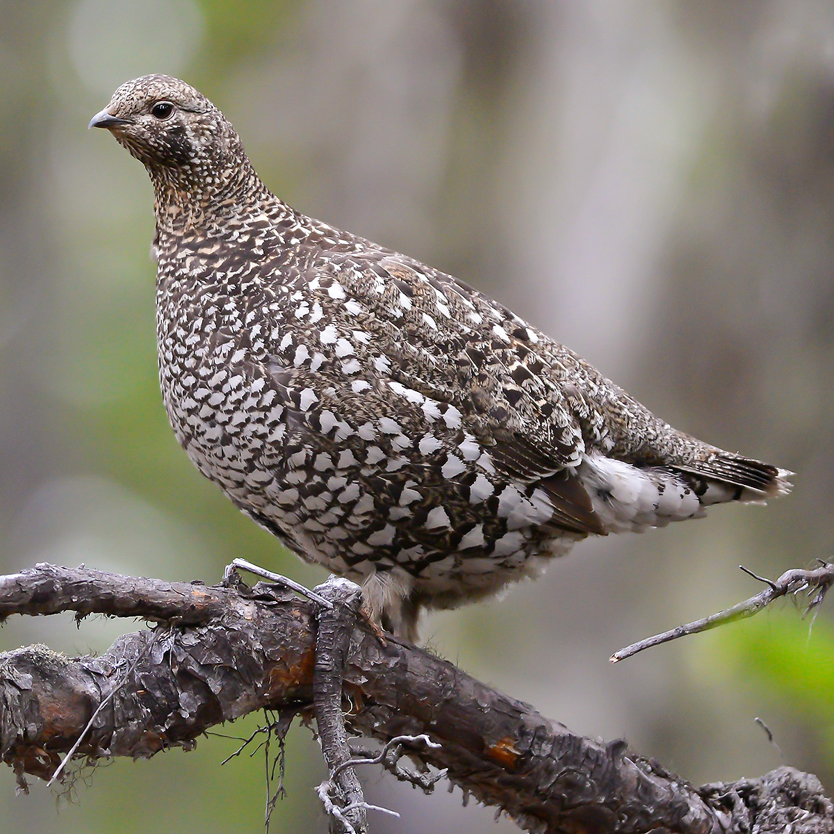 Siberian Grouse