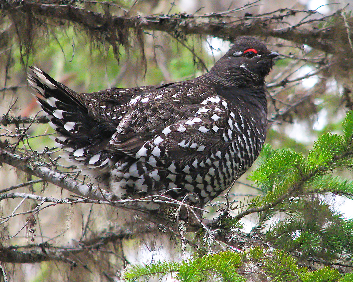 Siberian Grouse