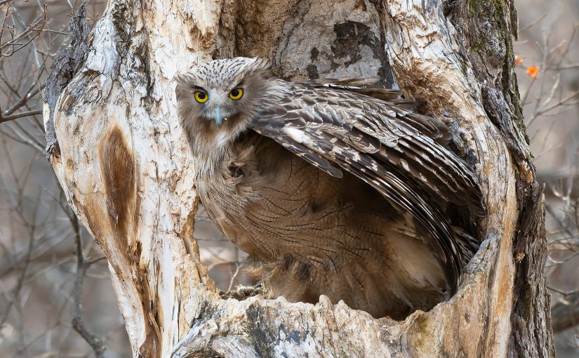 Blakiston's Fish Owl