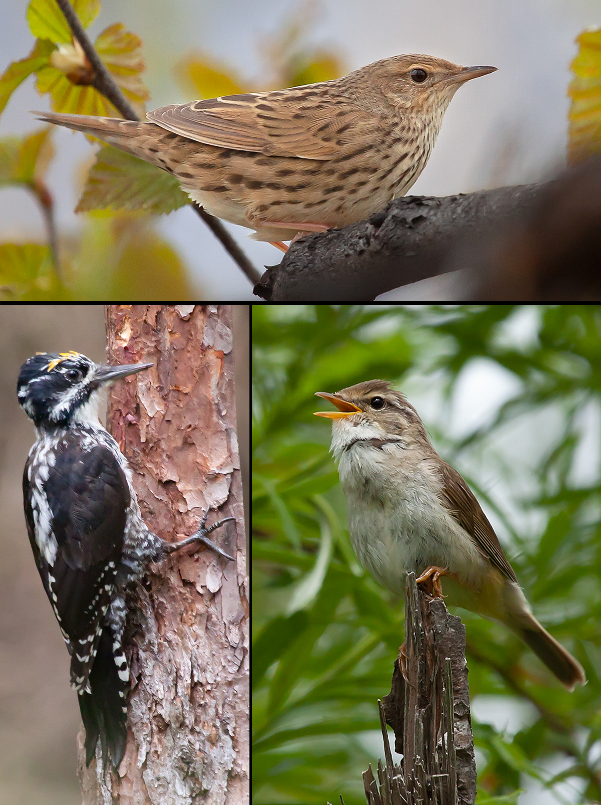 sikhote-forest-birds