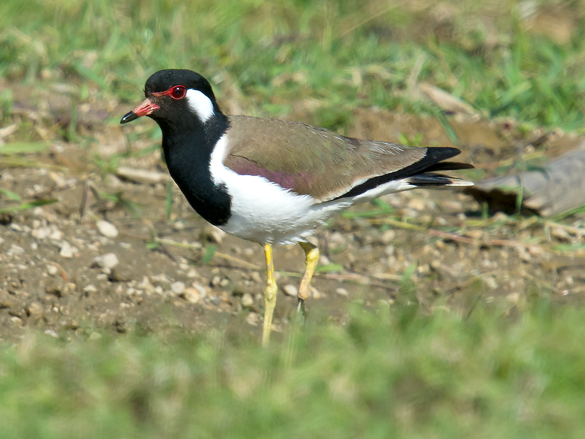 Red-wattled Lapwing