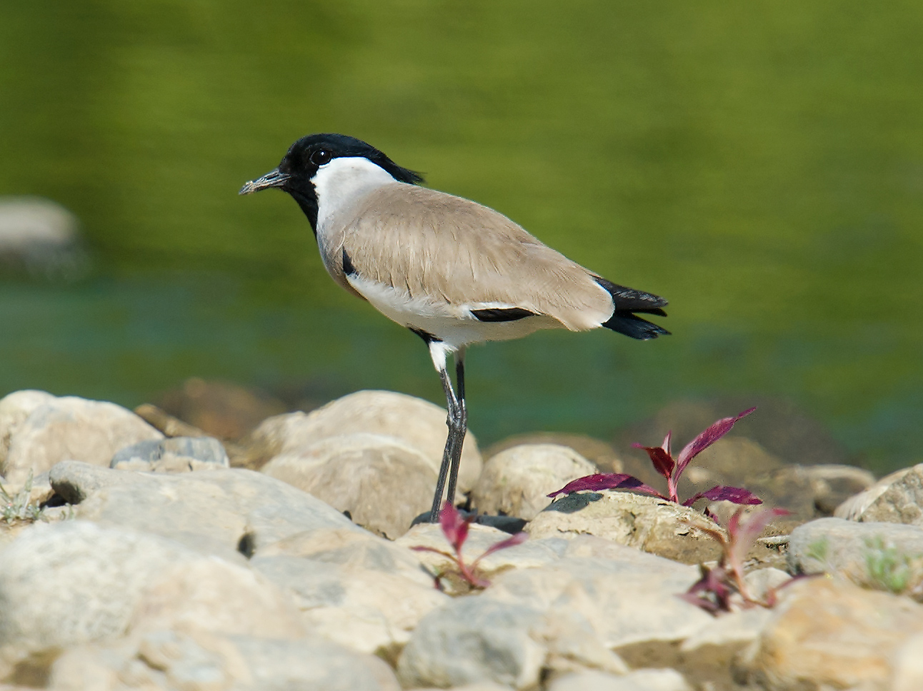 River Lapwing