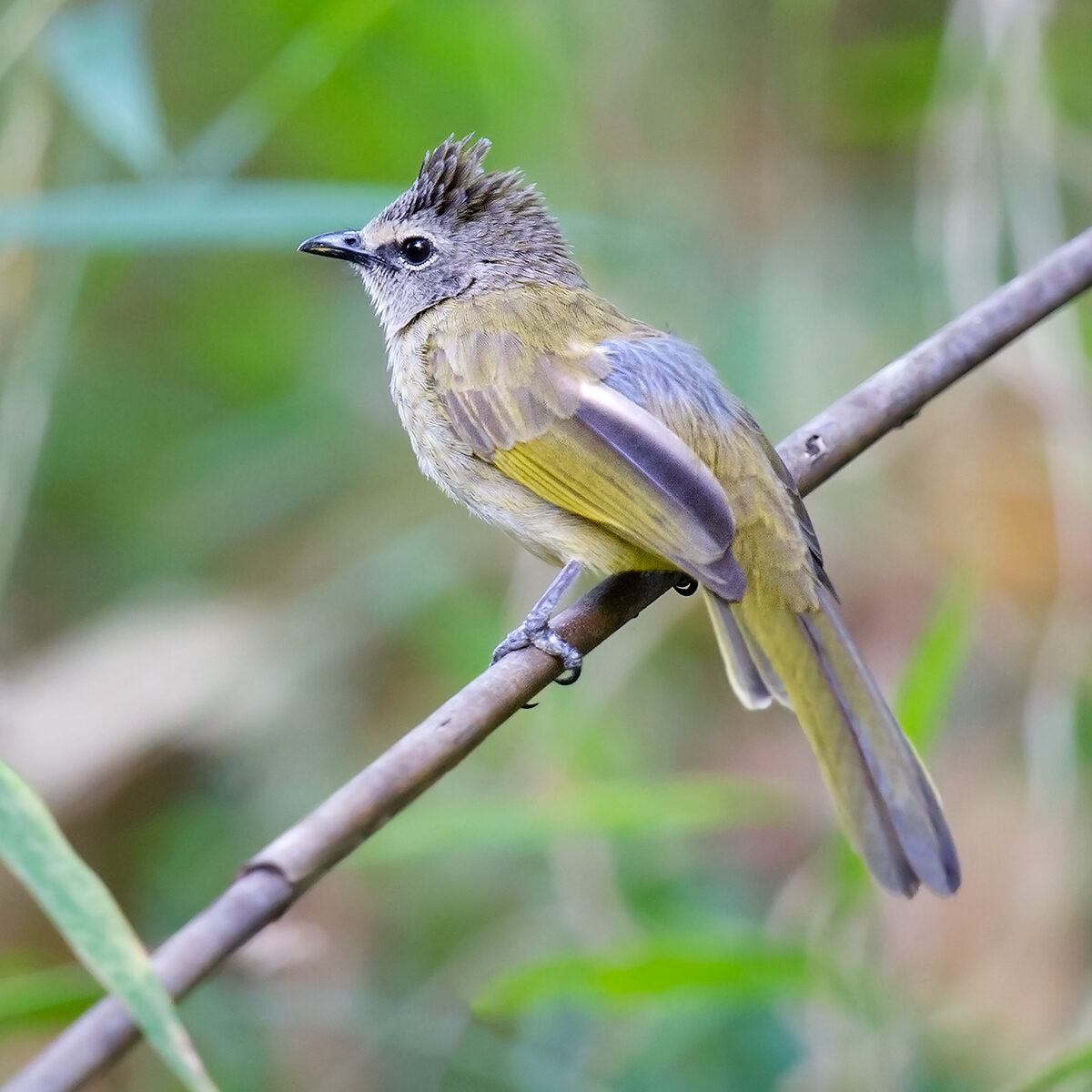 Flavescent Bulbul