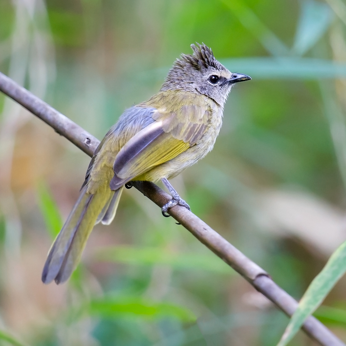 Flavescent Bulbul