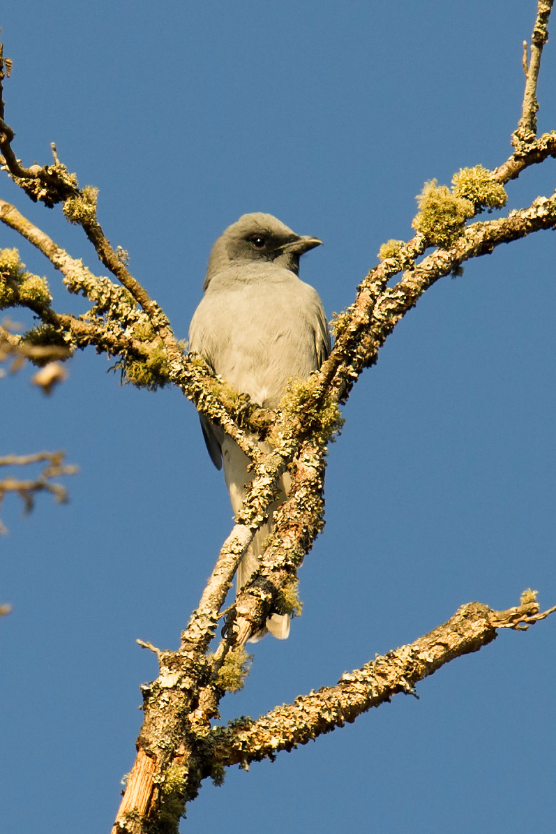 large cuckooshrike