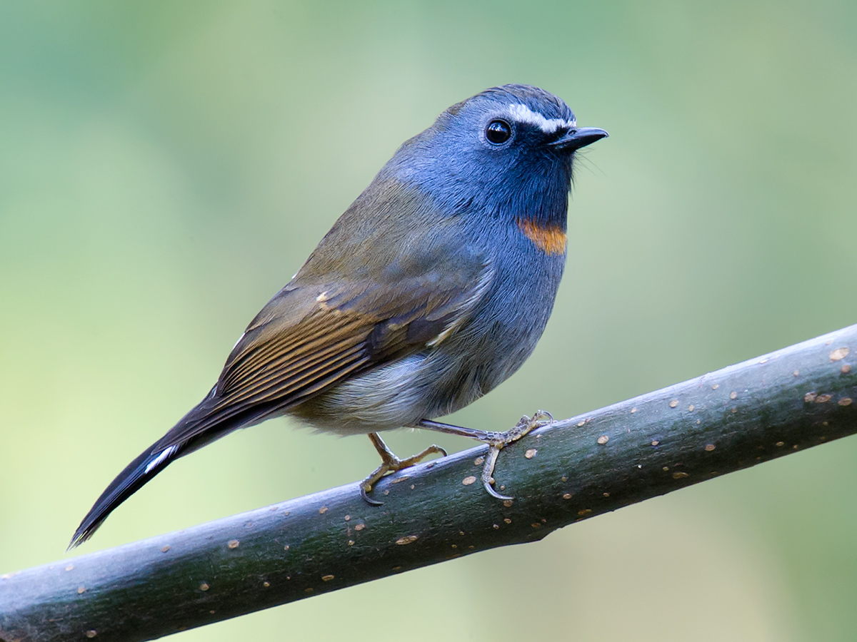 Rufous-gorgeted Flycatcher