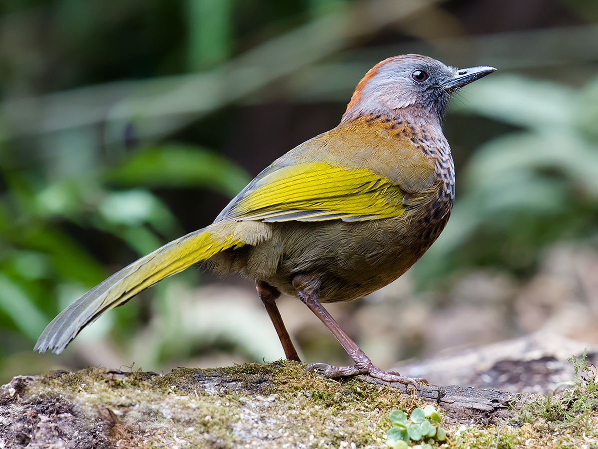 assam laughingthrush