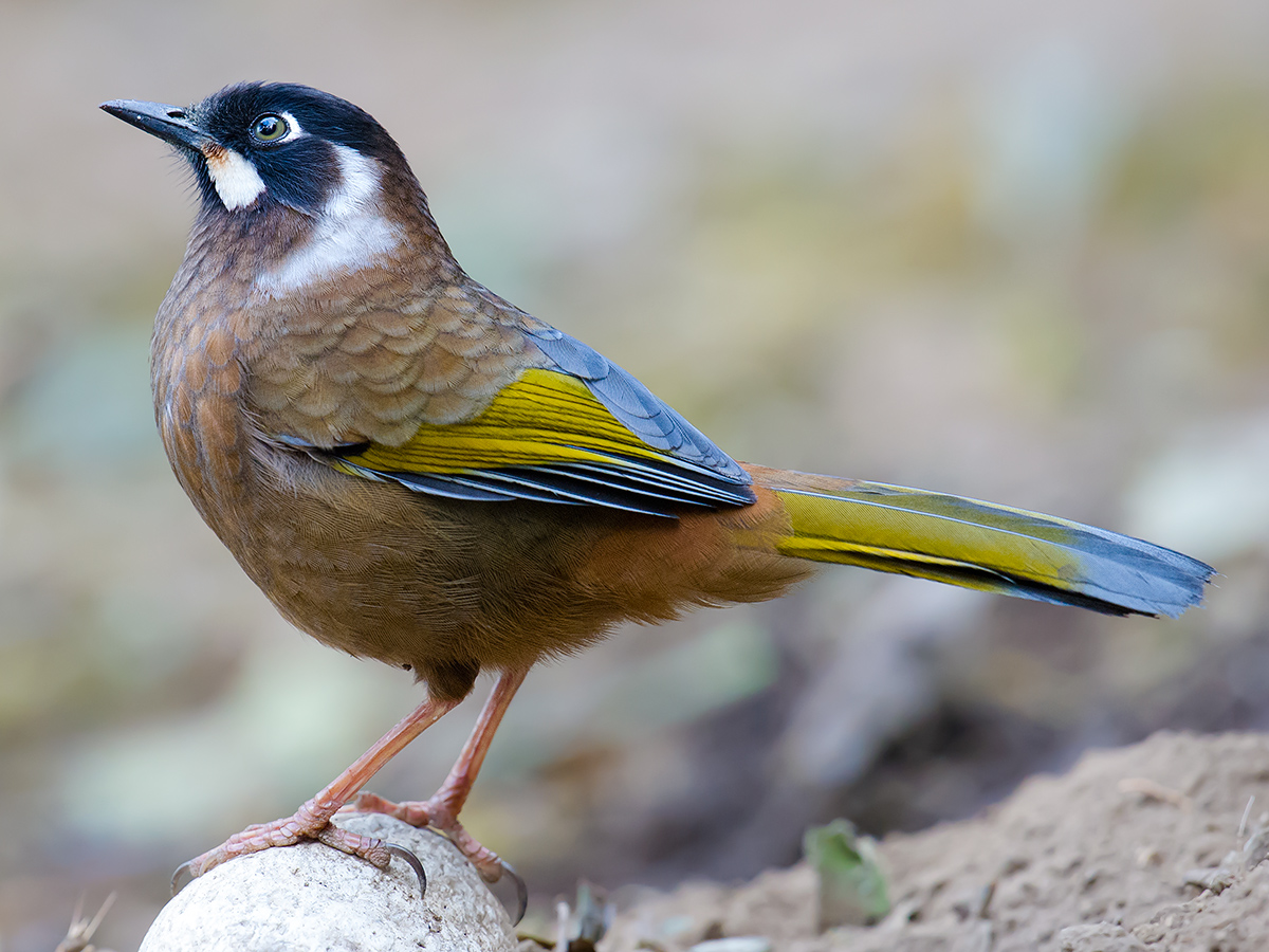 black-faced laughingthrush