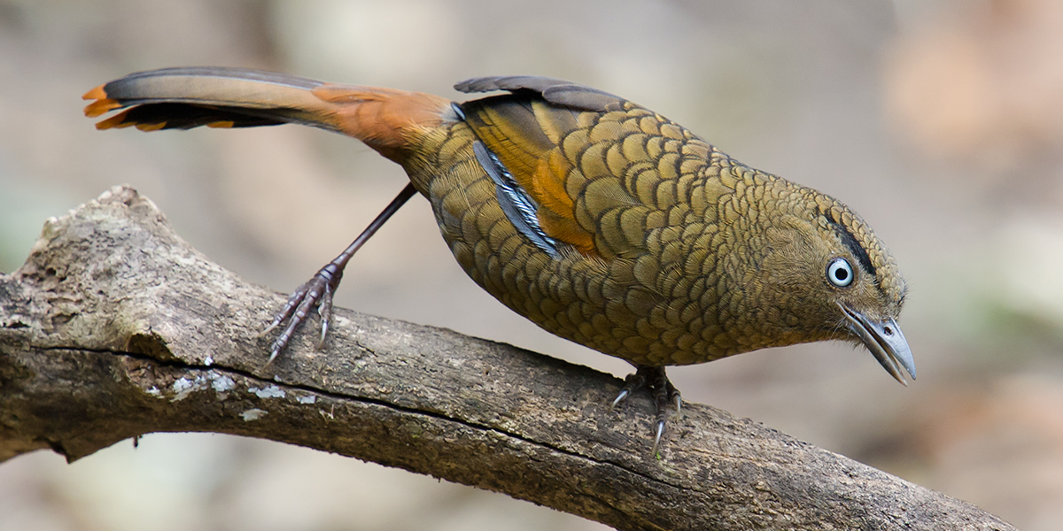 blue-winged laughingthrush