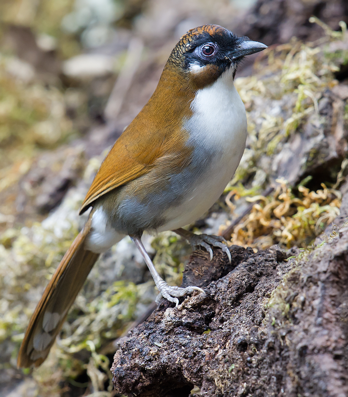 grey-sided laughingthrush