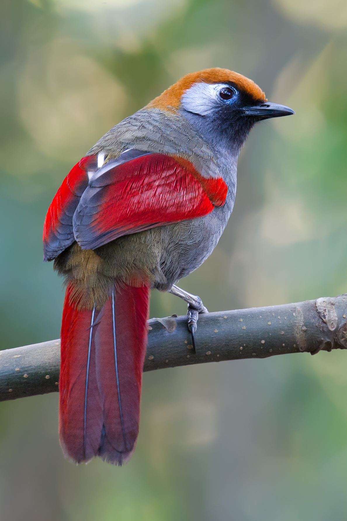 Red-tailed Laughingthrush - Shanghai Birding 上海观鸟
