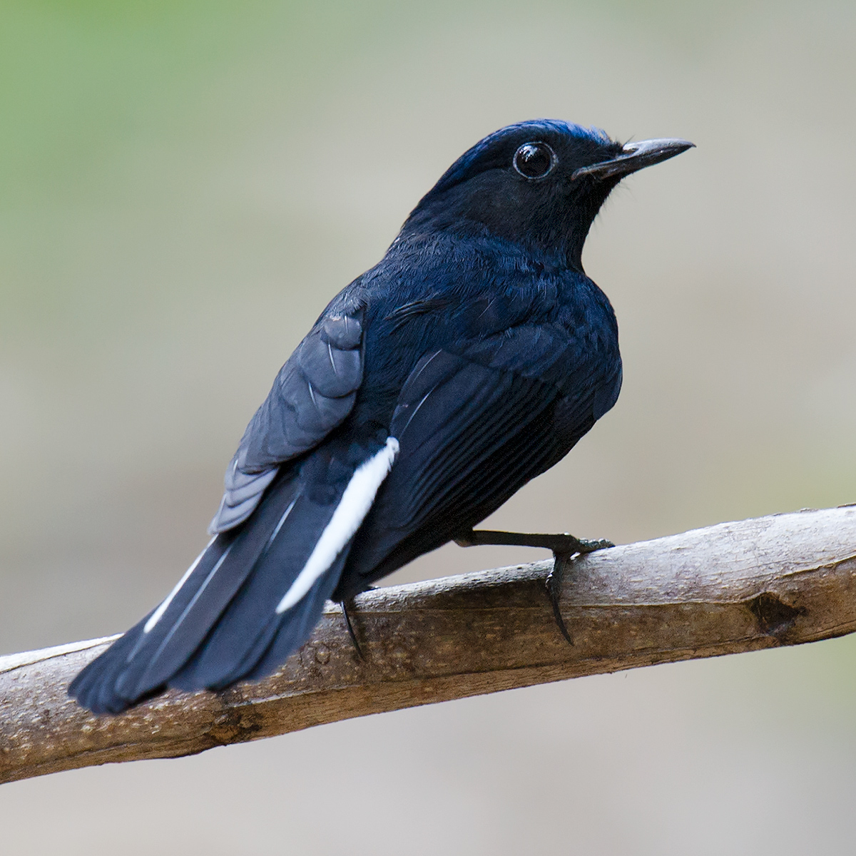 White-tailed Robin