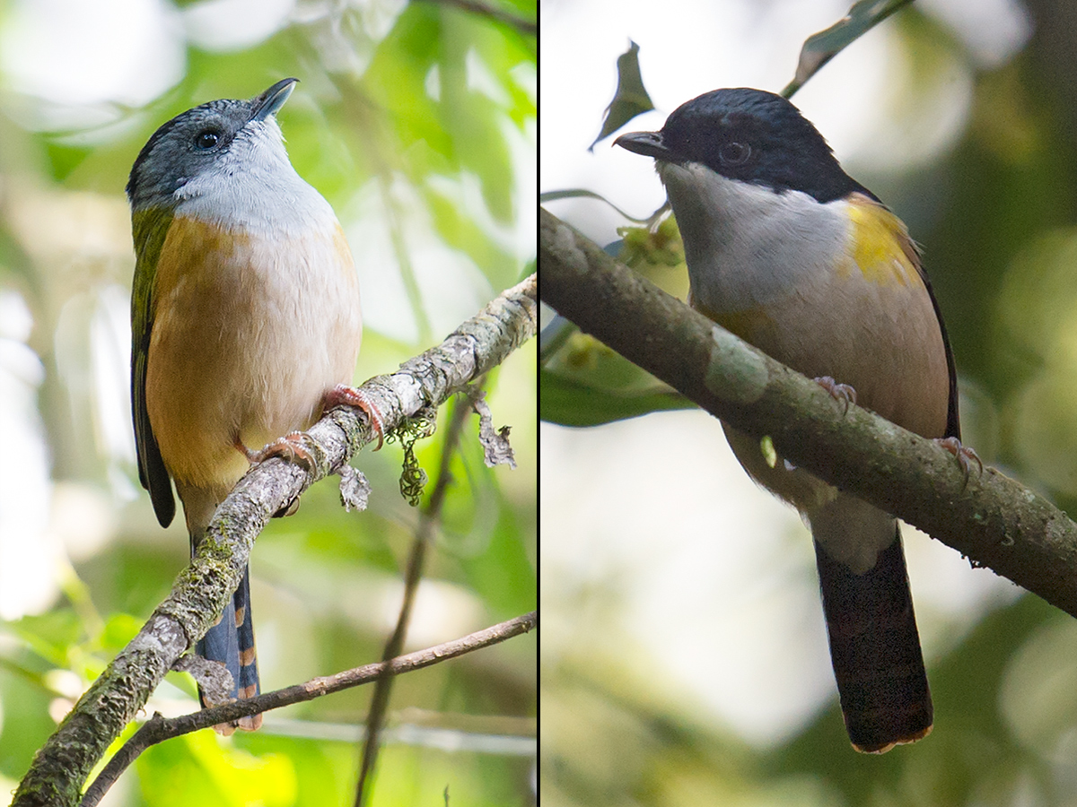 Black-headed Shrike-babbler