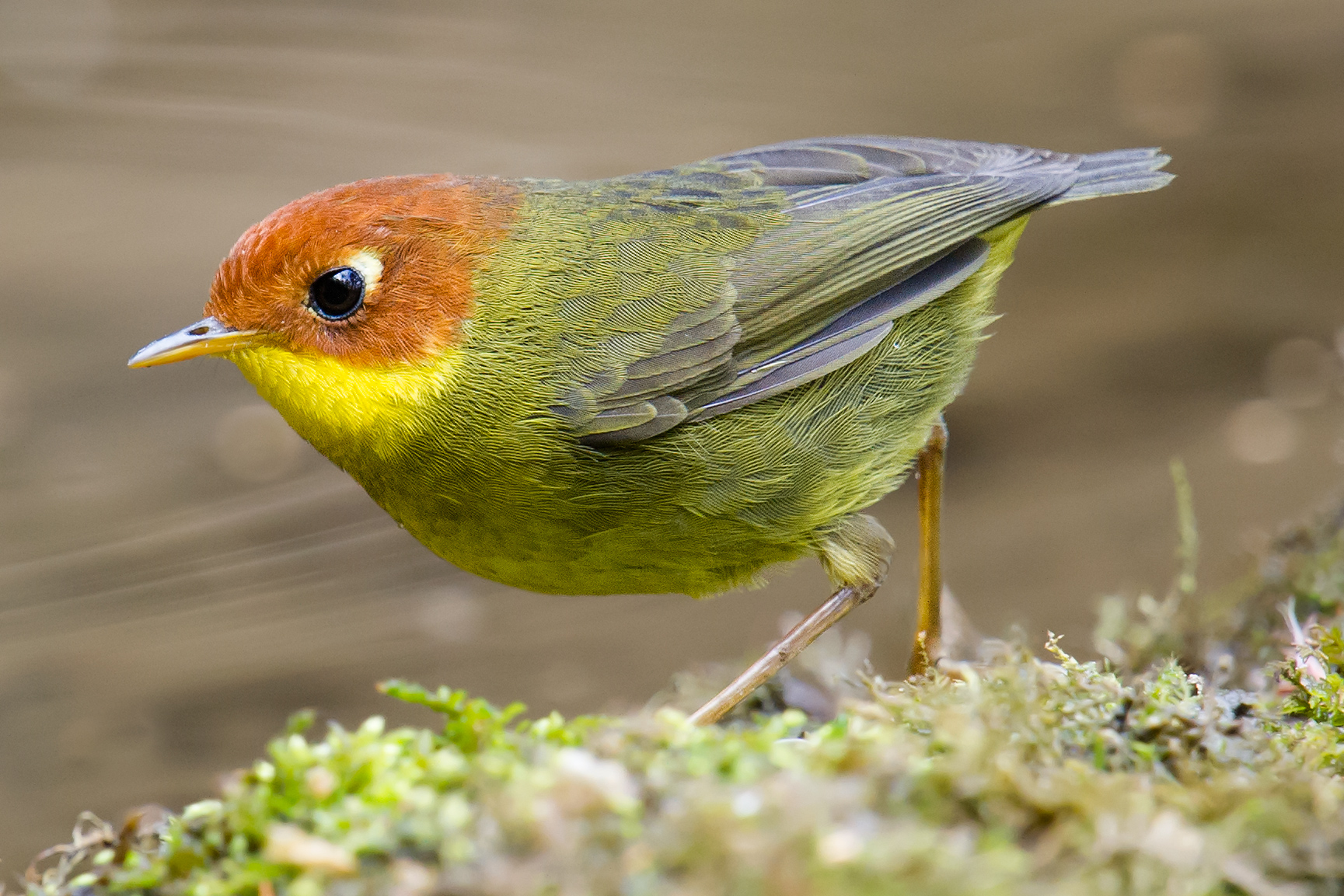 Chestnut-headed Tesia