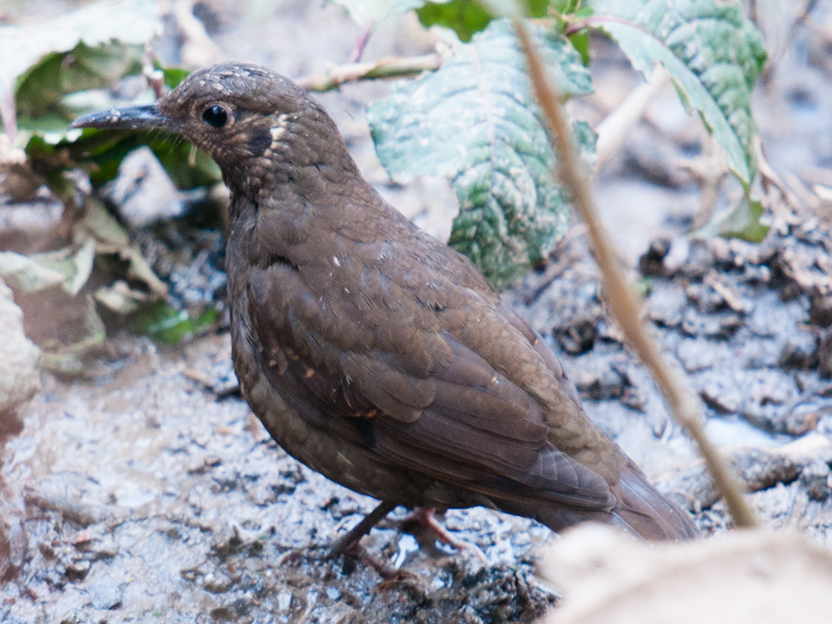 Dark-sided Thrush