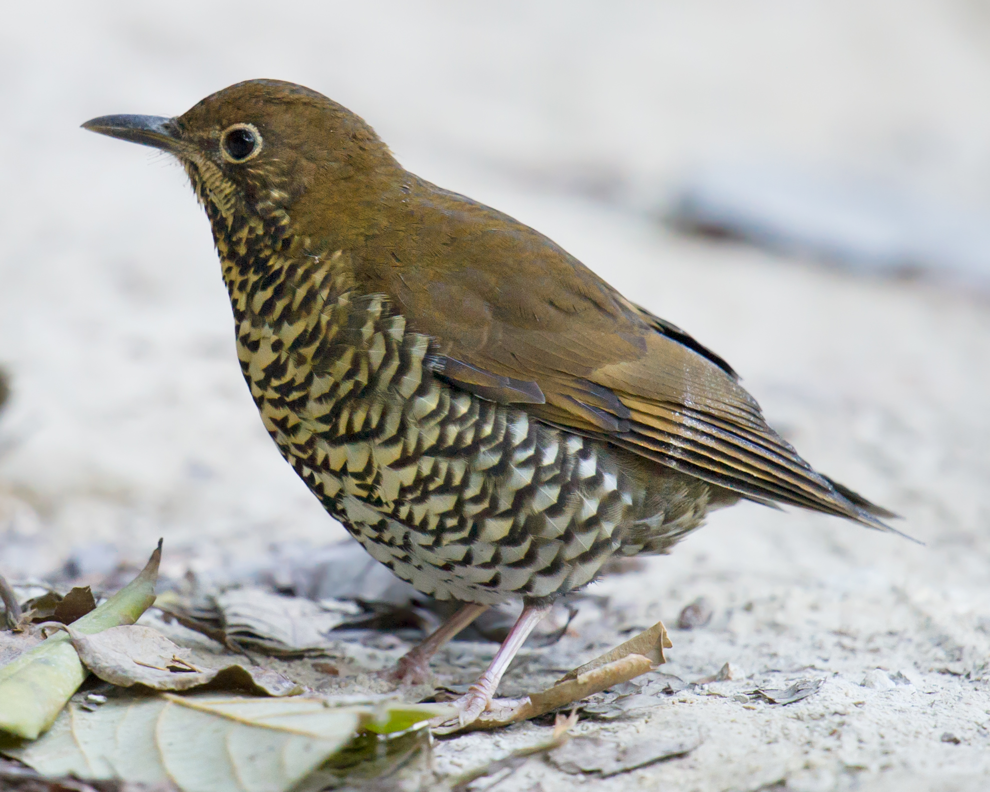 Himalayan Thrush