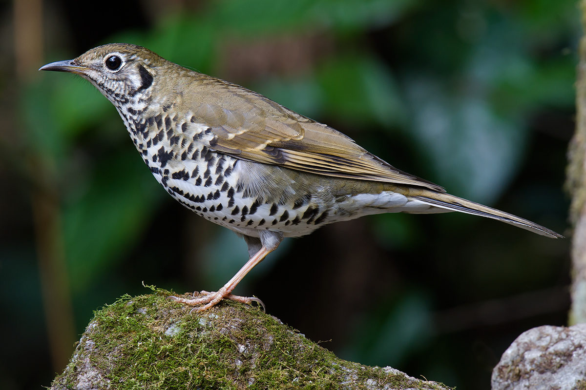 Long-tailed Thrush