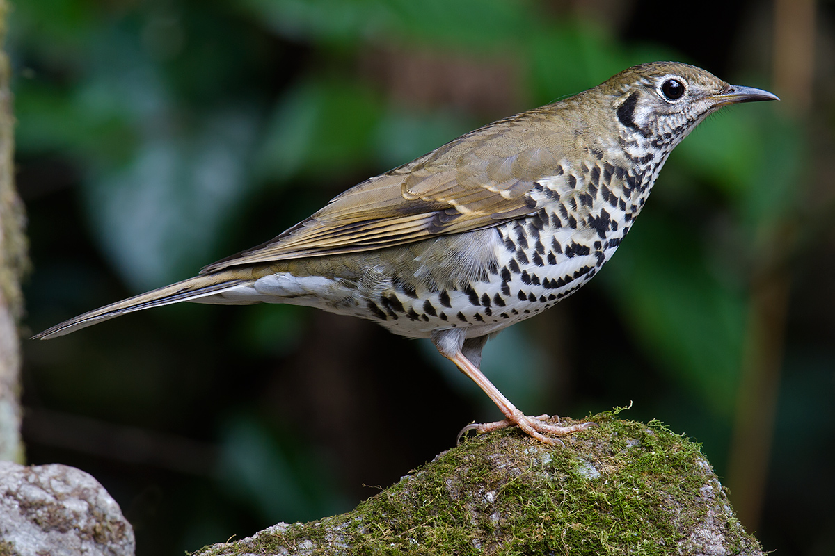 Long-tailed Thrush