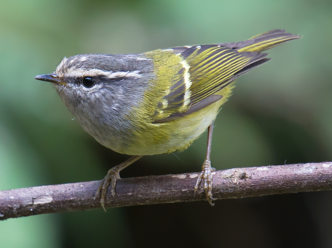 Ashy-throated Warbler