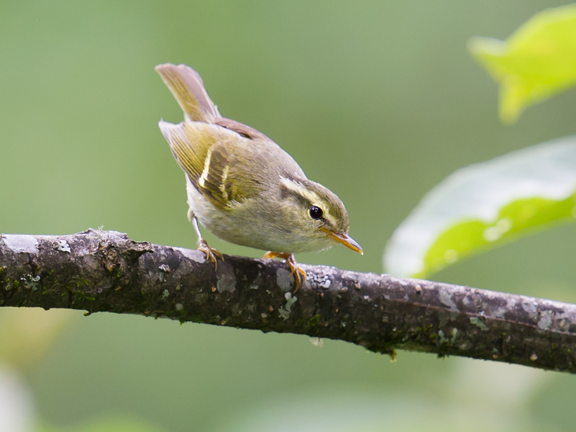 Blyth's Leaf Warbler