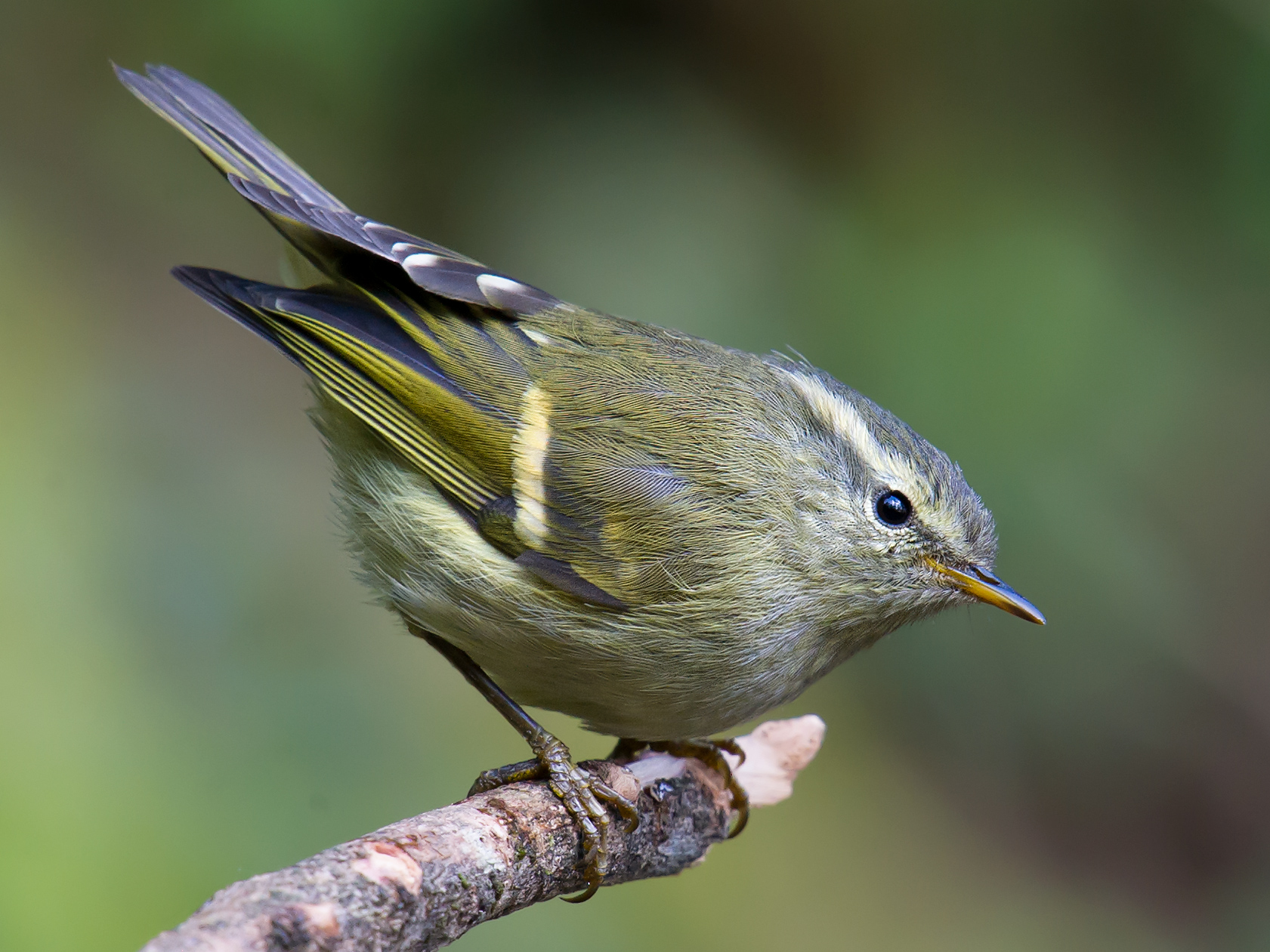 Buff-barred Warbler