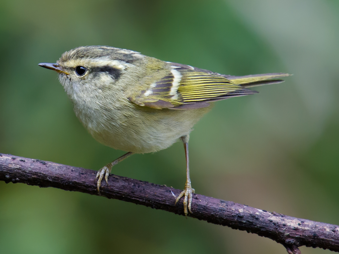 Sichuan Leaf Warbler