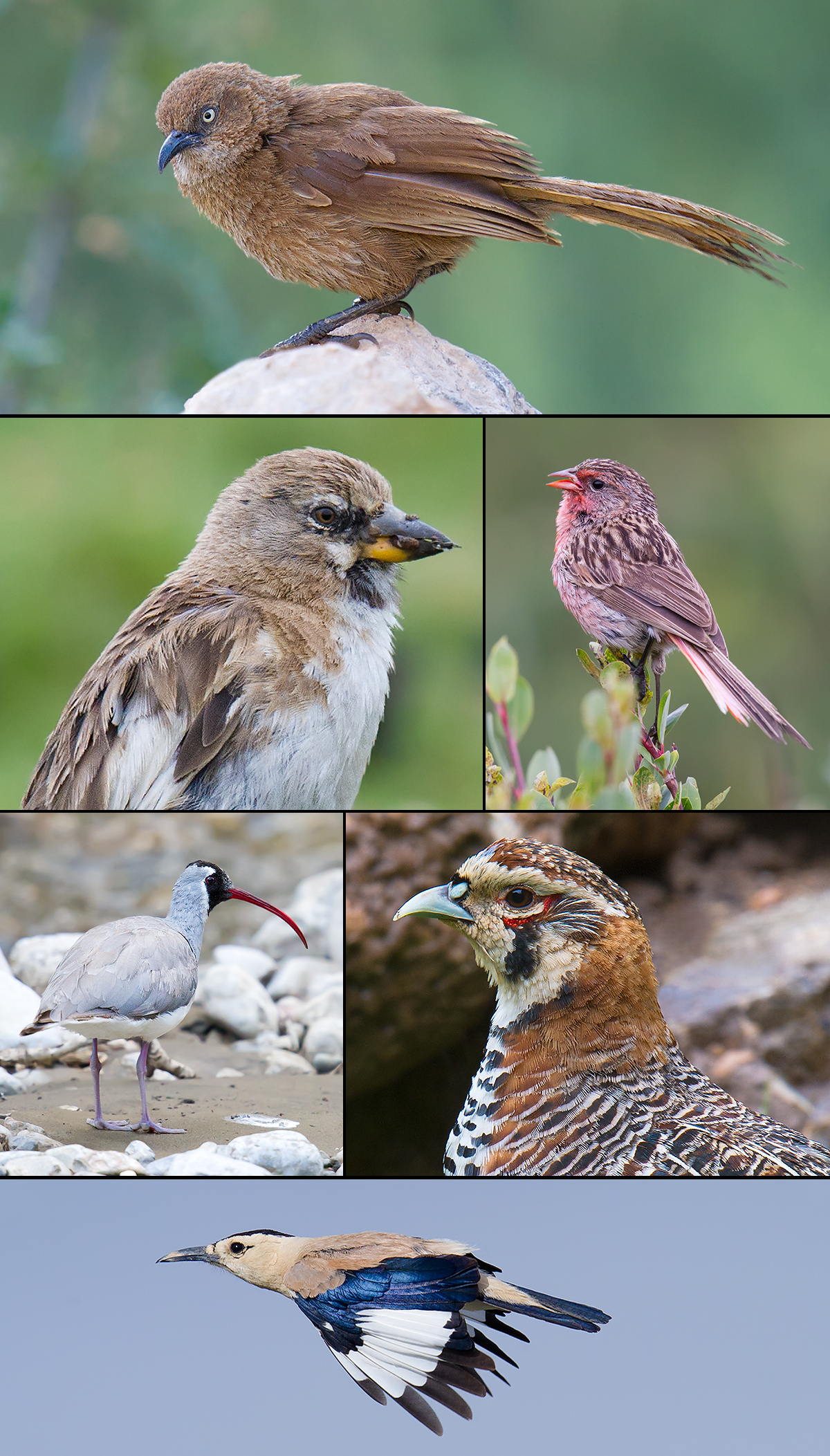 qinghai birds