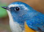 Red-flanked Bluetail