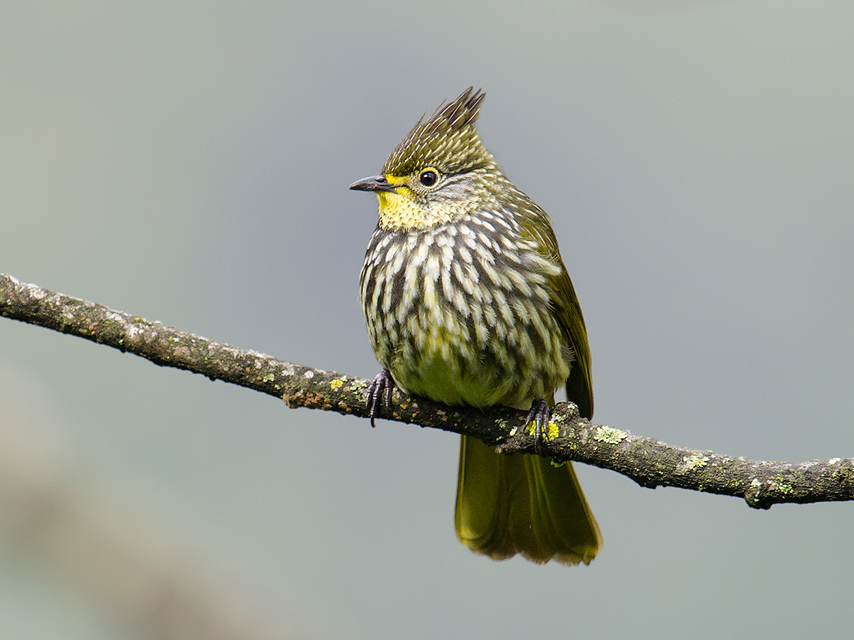 Striated Bulbul