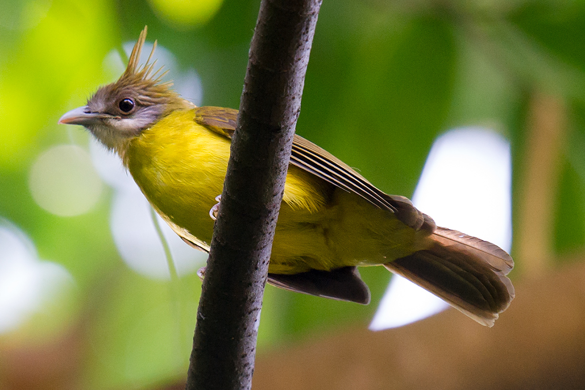 White-throated Bulbul