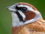 Meadow Bunting