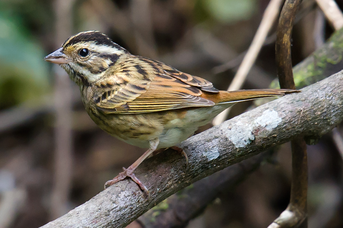 Tristram's Bunting